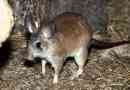 Malagasy giant rat - a madagaszkár lakói